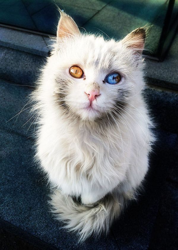 Волшебный взгляд кошек, страдающих гетерохромией (9 фото)