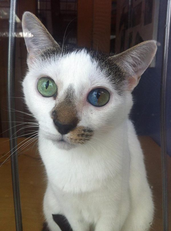 Волшебный взгляд кошек, страдающих гетерохромией (9 фото)