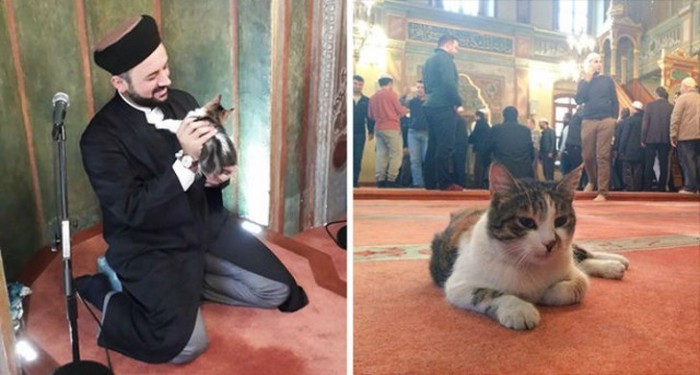 Добрый турецкий имам пускает в мечеть всех бездомных кошек (9 фото)