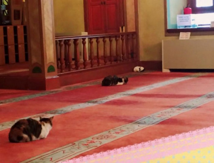 Добрый турецкий имам пускает в мечеть всех бездомных кошек (9 фото)