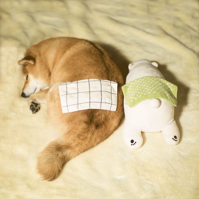 Милейший пес, который не может уснуть без своей игрушки (11 фото)