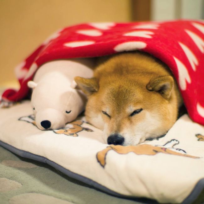 Милейший пес, который не может уснуть без своей игрушки (11 фото)