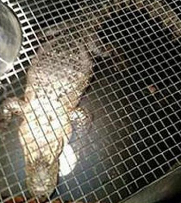 В США сантехник обнаружил аллигатора, которого на протяжении 26 лет прятали в подвале дома (2 фото)