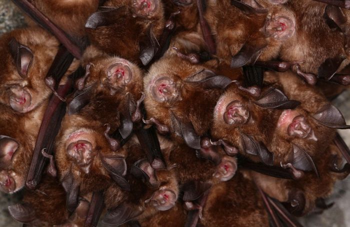 В Японии тысячи летучих мышей прятались от холода в водосточном тоннеле (14 фото)