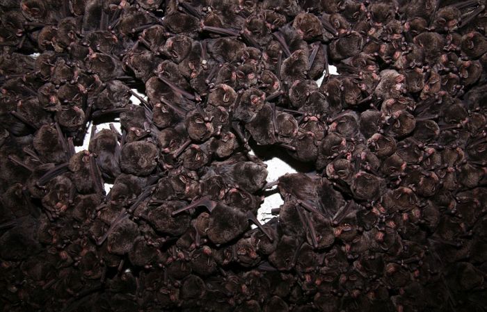 В Японии тысячи летучих мышей прятались от холода в водосточном тоннеле (14 фото)