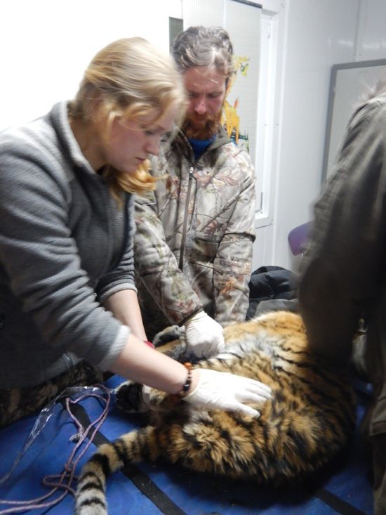 В Приморье обнаружили еще одного истощенного тигренка (2 фото)