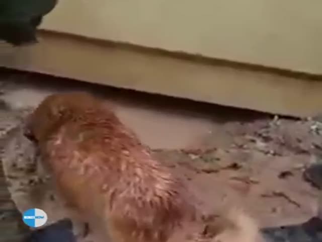 Собака спасает своих щенков от наводнения