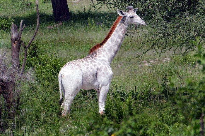 Омо - необычный жираф с редкой мутацией (4 фото)