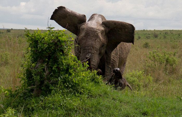 Трагическая встреча буйвола со слоном (5 фото)