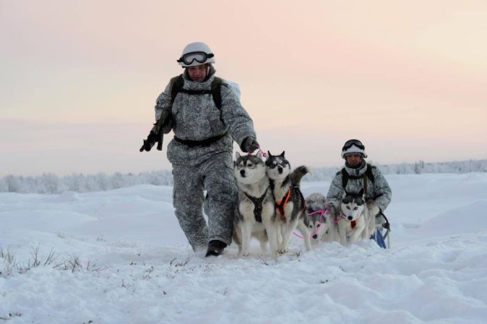Российские разведчики научились управлять собачьими и оленьими упряжками (15 фото)