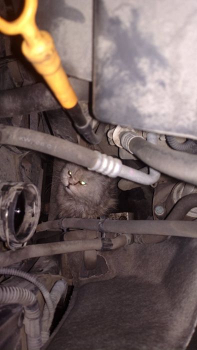 Сотрудники автосервиса извлекли из моторного отсека автомобиля живого кота (14 фото)