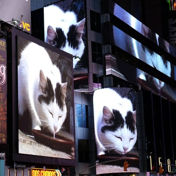 В Нью-Йорке на площади Таймс-сквер каждую февральскую ночь будут показывать видео с котом, лакающим молоко (4 фото + видео)