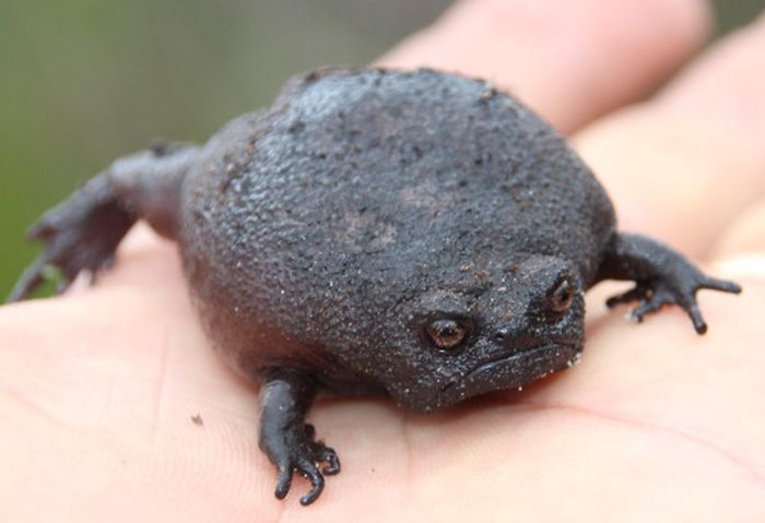 Черная дождевая лягушка - самое недовольное земноводное в мире (4 фото)