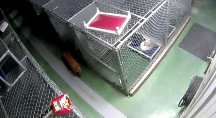 В приюте для животных собака сбежала из клетки, чтобы успокоить плачущих щенков (5 фото)