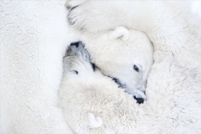 13 дней ожидания на 50-градусном морозе ради фото белых медведей (15 фото)