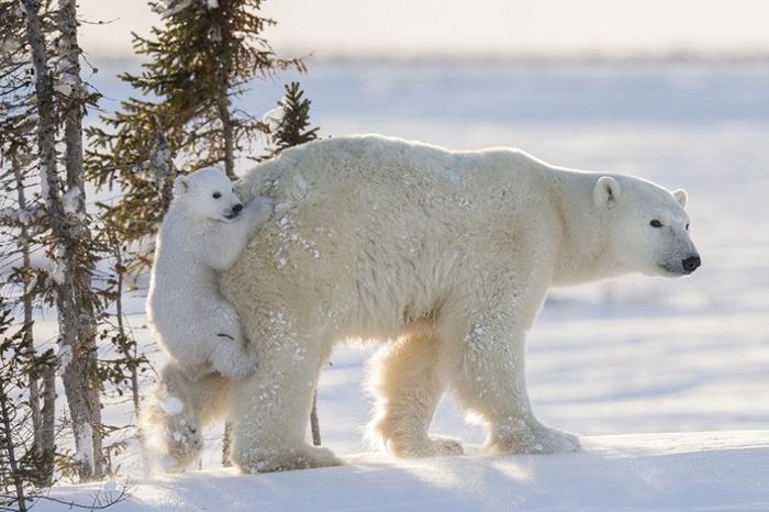 13 дней ожидания на 50-градусном морозе ради фото белых медведей (15 фото)