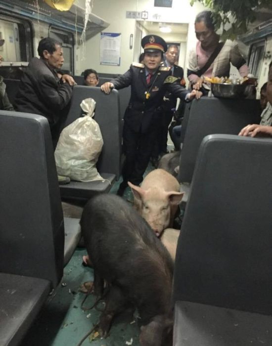 Необычные пассажиры в китайском поезде (6 фото)