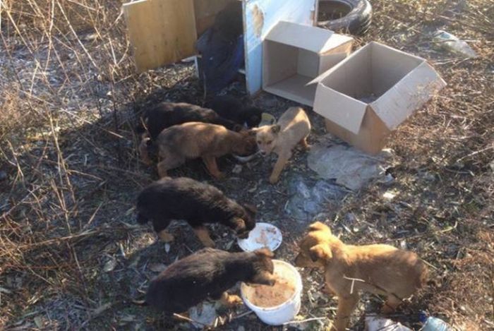 В Анапе кот кормил брошенных щенков мышами (2 фото)