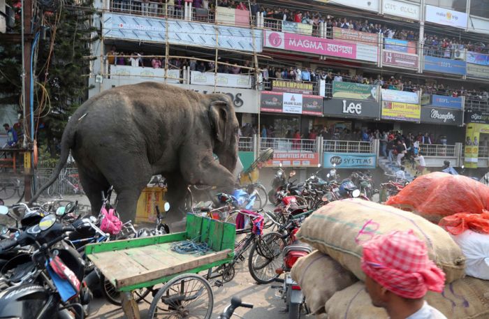 Дикий слон устроил погром в индийском городе Силигури (6 фото)