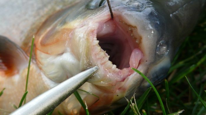 9 самых опасных рыб в мире (9 фото)