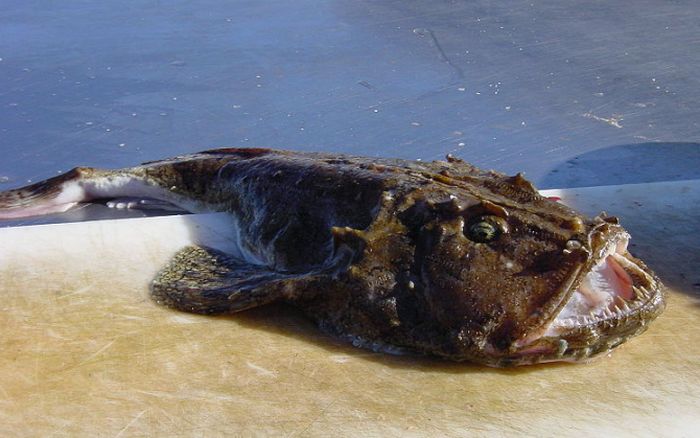 9 самых опасных рыб в мире (9 фото)