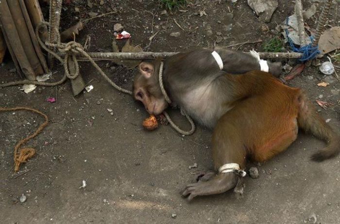 Наказание обезьяны в Индии (7 фото)