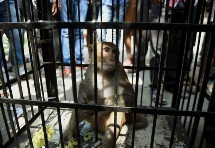 Наказание обезьяны в Индии (7 фото)