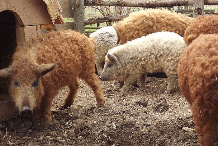 Необычные свиньи породы мангалица (7 фото)