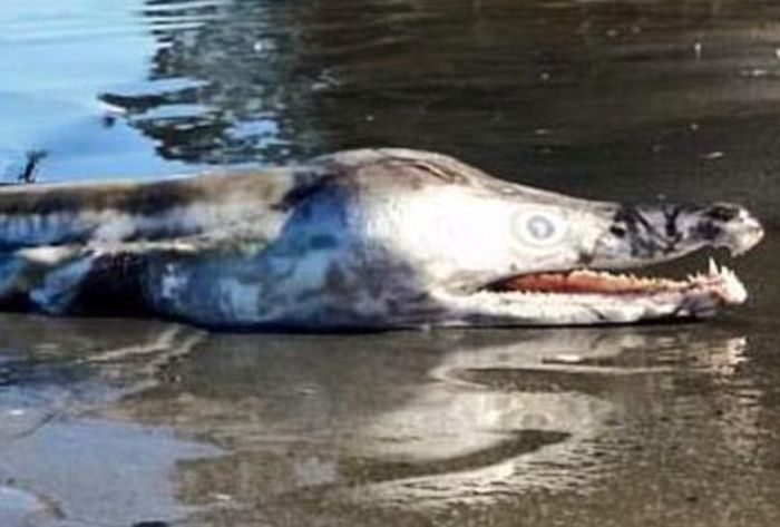 Странное существо, выброшенное на берег Австралии, шокировало пользователей сети (2 фото)