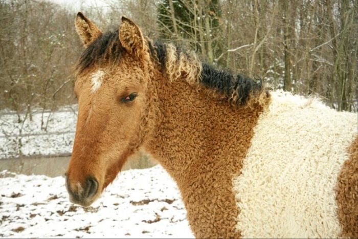 Экзотические лошади породы кучерявая Забайкальская (7 фото)