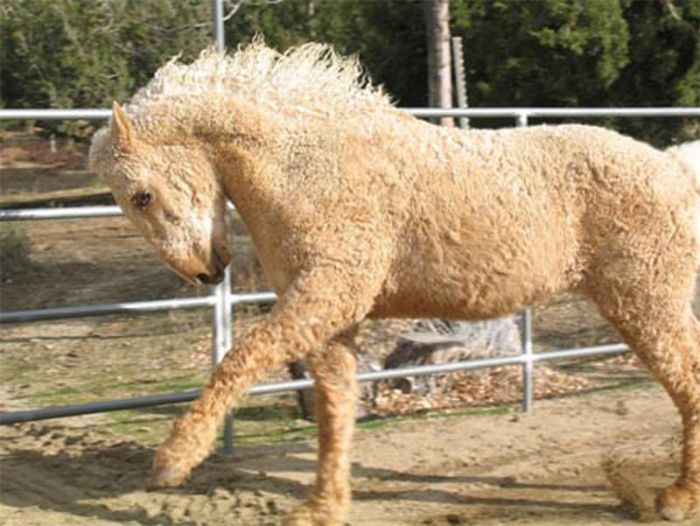 Экзотические лошади породы кучерявая Забайкальская (7 фото)