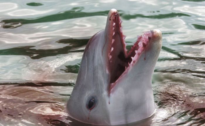 Шокирующая правда о дельфинах (14 фото)
