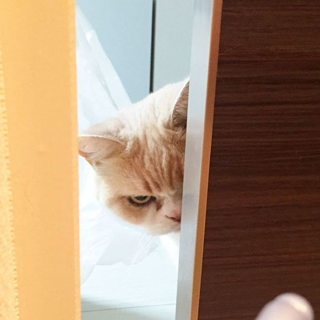 Коюки - новый хмурый кот, покоривший пользователей сети (14 фото)