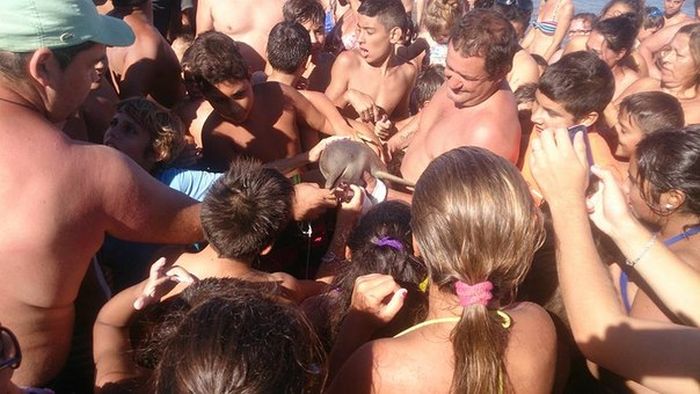В Аргентине отдыхающие до смерти замучили выброшенного на берег детеныша дельфина (4 фото)