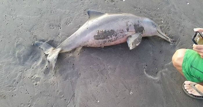 В Аргентине отдыхающие до смерти замучили выброшенного на берег детеныша дельфина (4 фото)