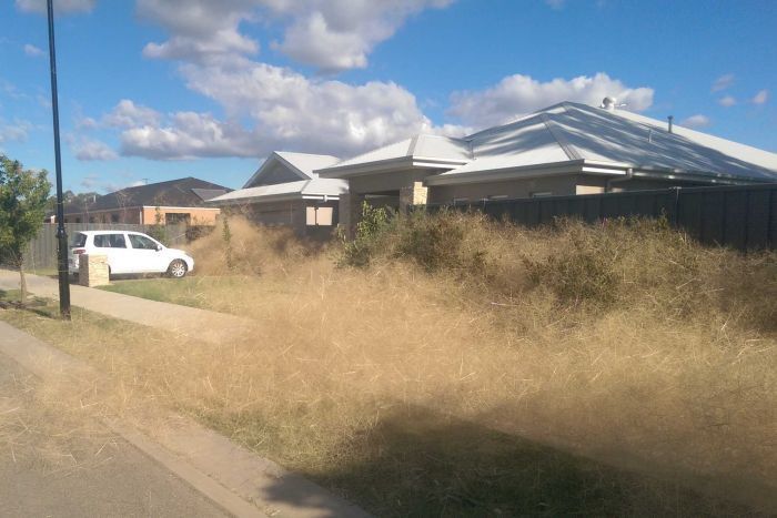 Австралийский город Вангаратта засыпан толстый слой сухой травы (7 фото + видео)