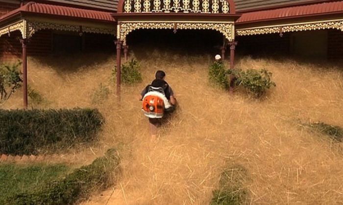 Австралийский город Вангаратта засыпан толстый слой сухой травы (7 фото + видео)