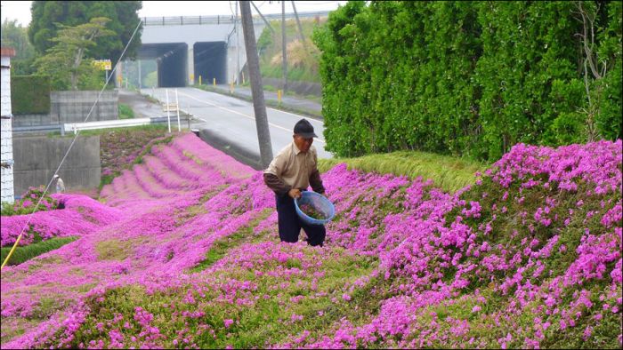 Японский фермер разбил гигантский цветник ради слепой жены (9 фото)