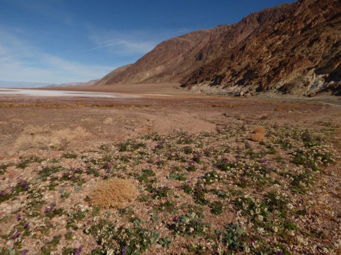 Впервые за 10 лет зацвела Долина Смерти в США (17 фото)