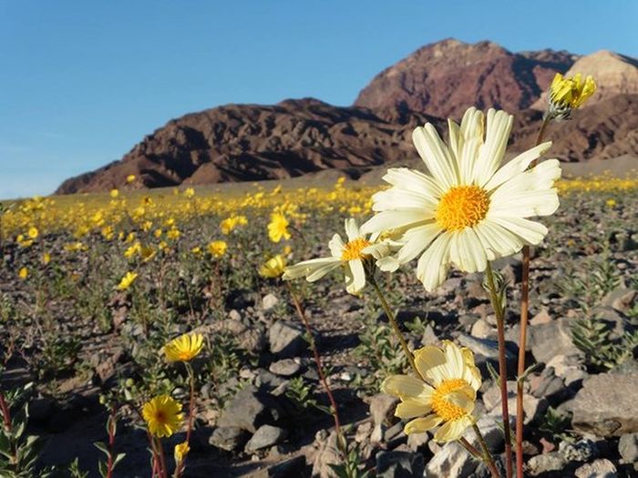 Впервые за 10 лет зацвела Долина Смерти в США (17 фото)