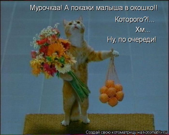 Приходите меня навестить. Кот с цветами смешной. Кот несет цветы. Кот с цветами и апельсинами. Котик принес цветочки.