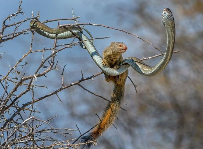Мангуст решил полакомиться ядовитой змеей (8 фото)
