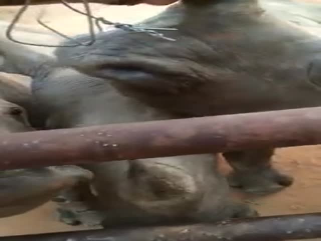 Детеныши носорога «мяукают», выпрашивая еду