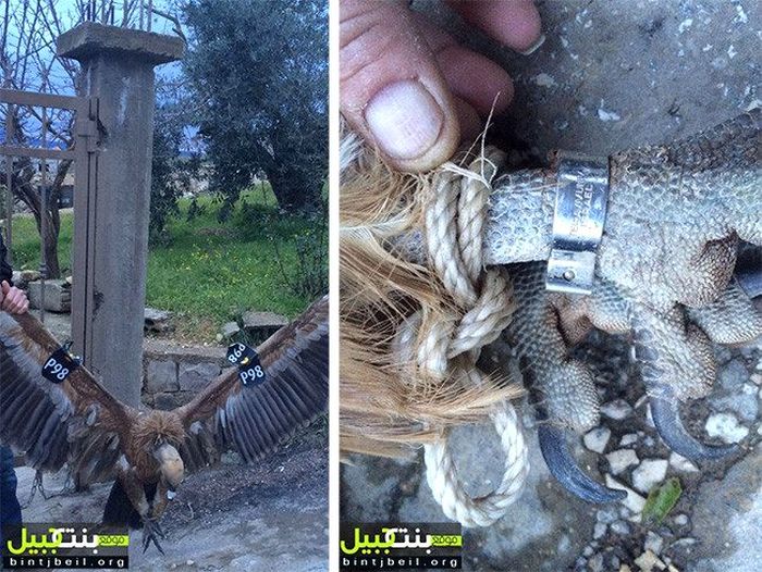 В Ливане грифа с GPS-передатчиком заподозрили в шпионаже (3 фото)