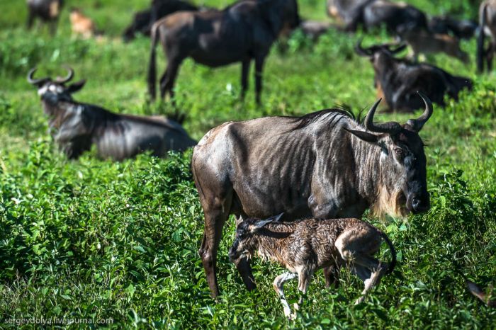 Появление на свет детеныша антилопы Гну и его первые шаги (10 фото + видео)
