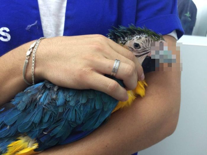 Бразильские ветеринары приделали новый клюв попугаю (14 фото)