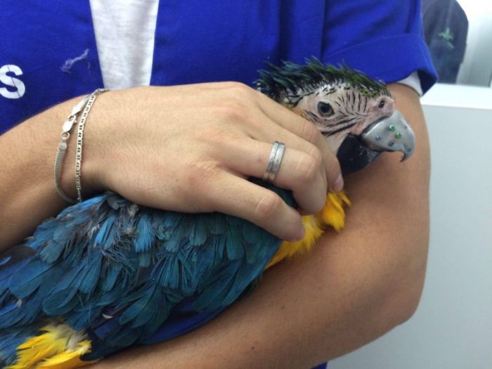 Бразильские ветеринары приделали новый клюв попугаю (14 фото)