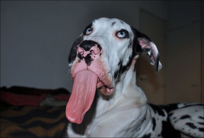 Забавный пес корчит смешные гримасы (10 фото)
