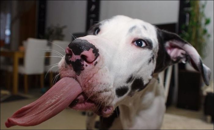 Забавный пес корчит смешные гримасы (10 фото)