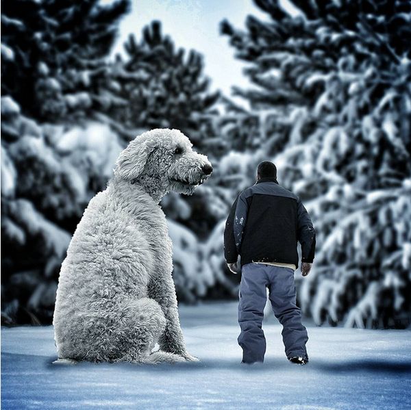 Невероятные приключения американского фотографа и его «собаки-великана» (25 фото)